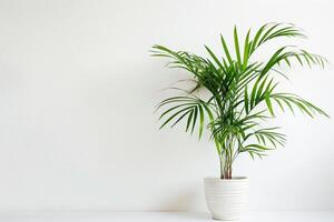 A single bamboo plant neatly planted in a simple container. photo