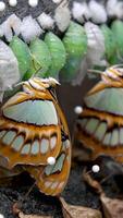 allí son un lote de muñecas colgando en un fila en el arboreto, reproducción de exótico mariposas un brillante mariposa eclosionado desde un capullo. video