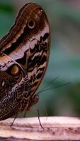 monarca mariposa emergente desde capullo, extensión sus hermosa alas y volador lejos video