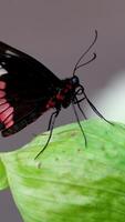 monarca farfalla emergente a partire dal bozzolo, diffusione suo bellissimo Ali e volante lontano video