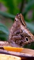 vlinder aan het eten fruit vlinder drankjes nectar fruit . huisdier insect in huis. een vlinder feeds Aan een mandarijn. video