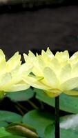 lento movimento do água ondas e céu reflexão em superfície com branco lótus flor video