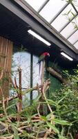 de cerca retrato de dos hermosa vistoso brillante loros dos loros en el zoo sentar en ramas pelirrojo con verde alas tropical jardín en victoria Canadá vertical video