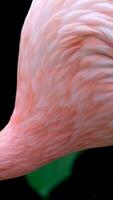 americano rosa fenicottero Phoenicopterus ruber macro testa puntamento video