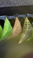 Amazing moment ,Monarch Butterfly, pupae and cocoons are suspended. Concept transformation of Butterfly Victoria Butterfly Gardens video