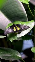 negro mariposa mariposa en árbol hoja en lluvioso día. mariposa parejas apareamiento video