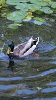 gans, eenden ganzen en zwanen zwemmen Aan water, meer. video