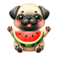 cute pug eating fresh juicy watermelon png