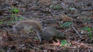 Grey Squirrel foraging for food in the leaf-litter of the forest floor. video