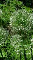 baliza Colina parque victoria Canadá bc animais selvagens árvores dentro Primavera e verão dentro a vegetação folhas lagoa lindo clima andar dentro a cidade Centro video