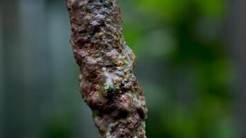 fauna silvestre de rojo hormigas caminando en árbol maletero con difuminar verde naturaleza antecedentes. hormigas gateando en árbol ladrar. cerca arriba imágenes de insecto. tailandia, phuket isla. video