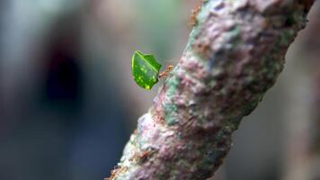 Leafcutter Ant with Leaf, Row Busy Small Insect Animals in Green Forest Victoria Butterfly Gardens video