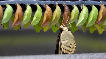 Entwicklung und Transformation Stufen von Schmetterling Papilio Abbruchhämmer aus von Puppe zu Schmetterling. isoliert auf Weiß Hintergrund. video