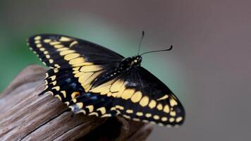 victoria fjäril trädgårdar en arter av amerikan fjäril i de familj papilionidae video