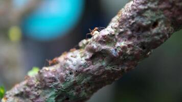 Wildlife of Red ants walking on tree trunk with blur green nature background. Ants crawling on tree bark. Close up footage of insect. Thailand, Phuket island. video