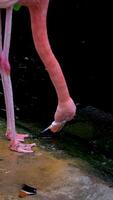 Flamingo eats food from the lake from feeder, fish swim up to feed, colorful large sea inhabitants. Lives on Caribbean coast. largest representative of the flamingo family. Victoria Butterfly Gardens video