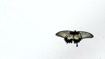 tropical borboleta sentado em branco Casamento vestir, fechar acima victoria borboleta jardins video