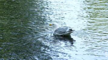 un grande hermosa blanco Gaviota camina en el apuntalar de un claro azul mar terminado el arena video