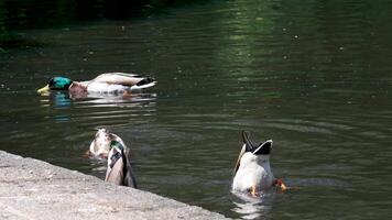 Wild duck swim in the pond. Nature background with ducks in pond. video