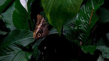 tropisk exotisk fjäril heliconius erato i djungel regnskog flygande på grön löv, makro stänga upp. vår paradis, frodig lövverk naturlig bakgrund, defocused grönska i de trän . video