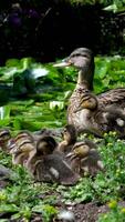 A wild mother duck with cute newborn ducklings video