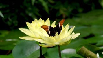 Victoria Butterfly Gardens A butterfly flies up to a yellow lily, sits for a while Insect close up in focus beautiful background meaning garden concept of life ease cleanliness video