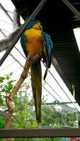 schleppend Bewegung Makro von mehrfarbig ara Ararauna Papagei gegen hell Sonnenlicht Blau und Gelb Ara ara Ararauna Nahansicht im iguazu Stürze, video