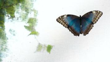 Blue morpho butterfly on the ground, fluttering around. Under-side and top-side are visible. Victoria Butterfly Gardens video