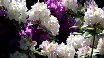 roze rododendron blazen in de wind, zomer tijd video