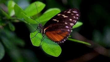 victoria borboleta jardins uma espécies do borboleta pertencer para a família nymphalidae video