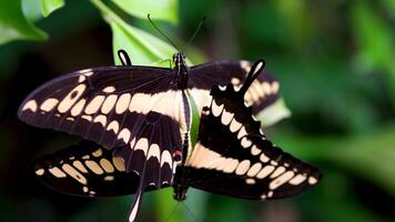 borboleta em árvore folha em chuvoso dia. borboleta casais acasalamento uma espécies do americano borboleta dentro a família papilionidae video