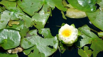 Lotuses and movement of wave. Fluctuation of flowers on water. video