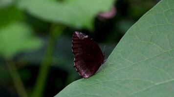 noir et rouge papillon avec ailes ouvert video