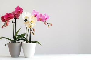 A potted orchid in bloom photo