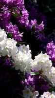 Rosa Rhododendron weht im das Wind, Sommer- Zeit video