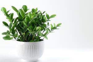 Green Zamioculcas plants displayed in white ceramic pots on a white background. photo