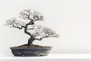 Slender bonsai tree in a pot photo