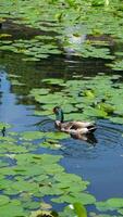 grigio Oca a piedi lungo il erba nel parco. greylag oche è specie di grande nel il uccelli acquatici famiglia anatidi. domestico uccello anser anser partire e pascolo tra verde prato. vita pollame. video