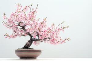 Mini cherry tree in a decorative pot It has delicate pink flowers. photo