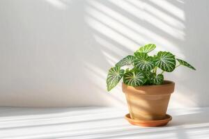 Fittonia en un marrón terracota maceta con luz de sol en contra un blanco antecedentes. foto