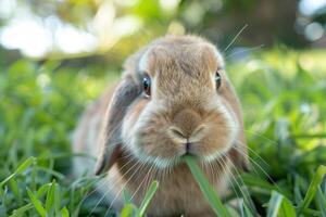 A cute Holland Lop bunny with fluffy cheeks photo