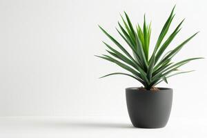 A potted yucca tree stands tall in a minimalist pot. photo