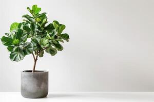 The fiddle leaf fig tree looks striking in a modern metallic planter. photo