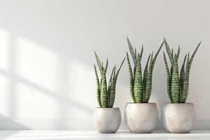 Tres serpiente plantas en ollas forrado arriba en un fila foto