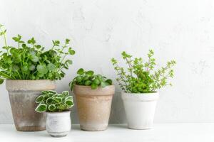 verde plantas floreciente en ollas blanco antecedentes foto