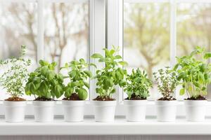 Herbs grown in small pots photo