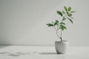 Saplings planted neatly in pots photo