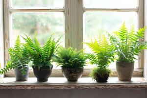 small potted fern Arranged on the windowsill photo