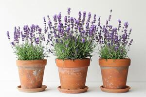 Fragrant lavender tree photo