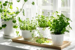 Green plants blooming in pots white background photo